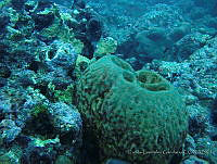 CGG0491 Geodia neptuni.JPG