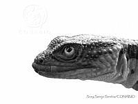 SSS0007 Xenosaurus agrenon.JPG