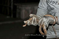 ZAPF0417 Trimorphodon paucimaculatus.jpg