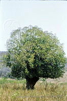 1763 Bravaisia integerrima.jpg