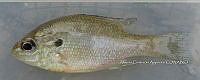 HE009 P 0042 Mojarra oreja azul.JPG