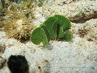 BDP0218 Udotea wilsonii.jpg