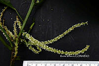 ME010 KV 01141 Acalypha L., 1753.JPG