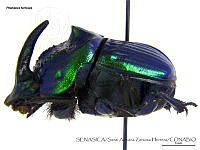 SAZH0501 Phanaeus furiosus.jpg