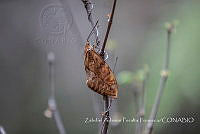 ZAPF0305 Lepidoptera.jpg