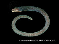 CICIMAR0551 Uropterygius macrocephalus.jpg