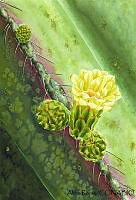 AR0009 Marginatocereus marginatus.jpg