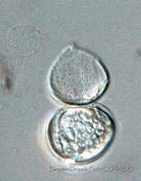 BDP0164 Coolia sp..jpg