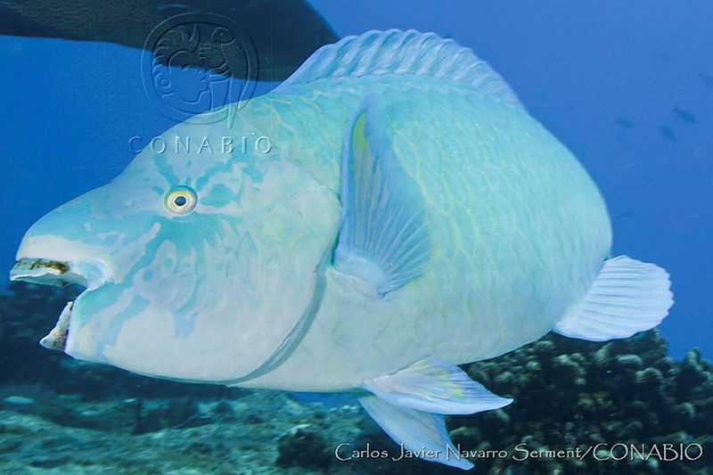 CNS1244%20Scarus%20compressus.jpg.kSf07 vzMY0btTNjQA3g0JtbmFja29CbnFuZ3NAbXJ6LGtwZwA.pCaVkoPo3g