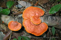 CHH0085 Pycnoporus sanguineus.jpg