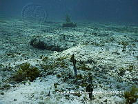SAFA0094  Avrainvillea sp.JPG