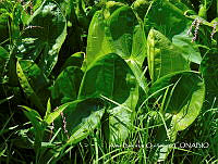 ZG007 0227 Sagittaria macrophylla.jpg