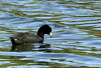 CNS0404 Fulica americana.jpg