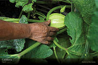 13 calabaza.jpg