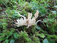 MCS165 Basidiomiceta.JPG