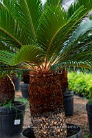 IMDOC 5945 Cycas revoluta.jpg