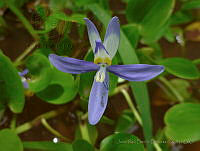 JRBB099 Heteranthera rotundifolia.jpg