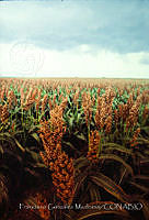 FGM3585 Sorghum sp..JPG
