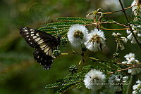 IDG1792 Archonias nimbice.jpg