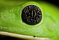 PC0033 Agalychnis dacnicolor.jpg