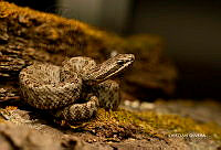 CROO07 Crotalus intermedius.jpg