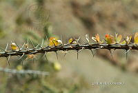 3R 01269 Fouquieria splendens.jpg