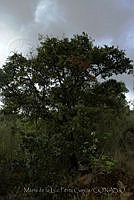 MDLLPG0137 Quercus praeco.jpg