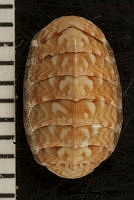 KT014 0144 Tonicella venusta.JPG