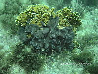 NE018 0065 Millepora alcicornis.jpg
