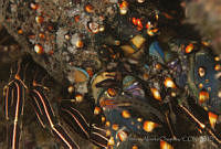 OAO0292 Panulirus interruptus.jpg
