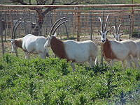 DH0006 Oryx dammah.jpg