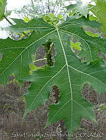 SHSM0017 Cnidoscolus tubulosus.jpg