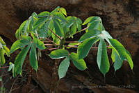 VWS&YRA0141 Manihot caudata.jpg