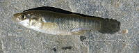 HE009 P 0111 Fundulus sp.jpg
