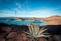 IDG Nat 0049 Agave. Sp.jpg