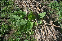 SG019 0430 Rumex crispus.jpg