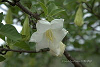 CAR 0035 Hintonia latiflora.jpg