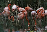 MASM06335 Phoenicopterus ruber.jpg