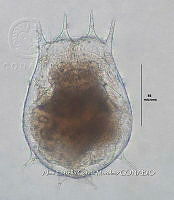 HE009 R 0084 Brachionus calyciflorus.jpg
