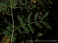 CGVM0753 Mimosa malacophylla.jpg