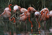 MASM06335 Phoenicopterus ruber.jpg