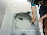 NBA0030 Phocoena sinus.jpg