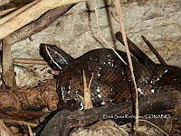 ESR 008 Agkistrodon russeolus.jpg