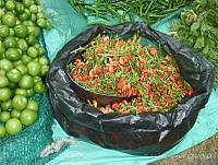 EL0033 Phaseolus sp..jpg