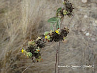 MRG-2018-151 Waltheria indica (MEGA-31ene18-c).JPG