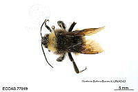 ME006 Abejas 0084 Bombus  rufocinctus Cresson, 1862.jpg