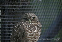 MASM06347 Athene cunicularia.jpg