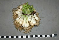 RBB0329 Allium kunthii.jpg