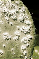 ARS00193 Dactylopius coccus.jpg