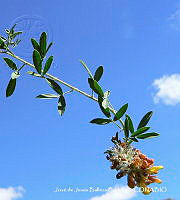 JJBC0174 Dalea prostrata.JPG